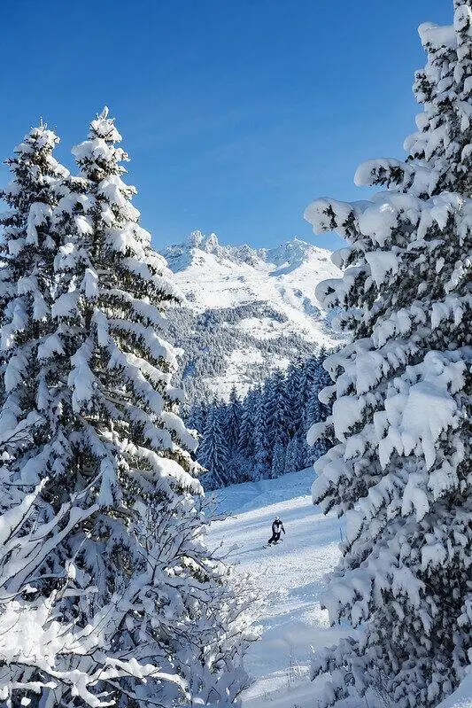 A skier on a tree-lined piste between snow-laden fir trees in Méribel